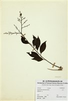 藏品(九芎)的圖片